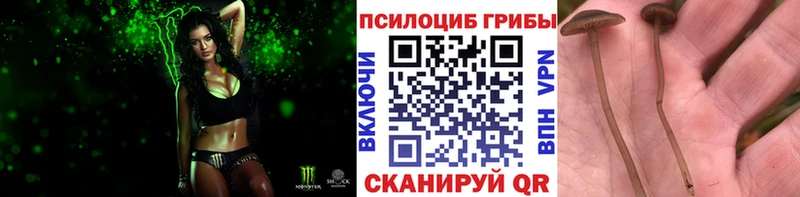 Псилоцибиновые грибы MAGIC MUSHROOMS магазин продажи наркотиков omg tor Кингисепп